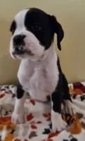 Yellow-AKC 50% Euro, a male Boxer for sale in Methuen, MA – 2 of 8