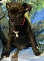 Pink-50% Euro, a female Boxer for sale in Methuen, MA – 4 of 9