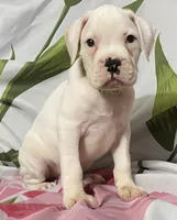 Green-ACA 50% Euro, a male Boxer for sale in Methuen, MA – 2 of 6