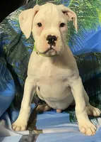 Green-ACA 50% Euro, a male Boxer for sale in Methuen, MA – 3 of 8