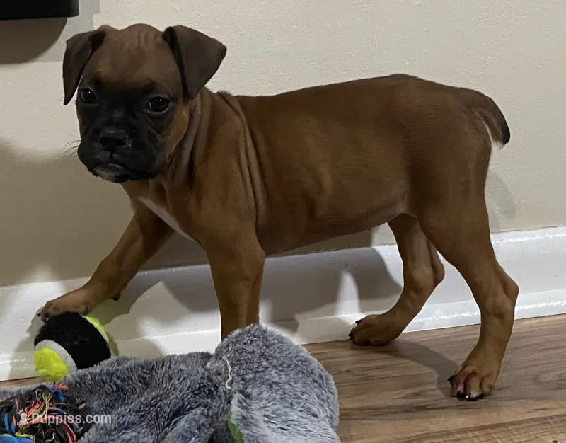 Purple-AKC 50% Euro – Boxer puppy for sale in Methuen, MA