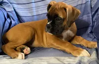 Pink-ACA 87.5% Euro, a female Boxer for sale in Methuen, MA – 3 of 5