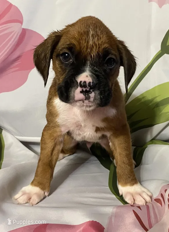 Dark Green-ACA 50% Euro – Boxer puppy for sale in Methuen, MA