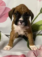 Dark Green-ACA 50% Euro, a male Boxer for sale in Methuen, MA – Photo 1 of 5