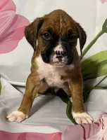 Dark Green-ACA 50% Euro, a male Boxer for sale in Methuen, MA – Photo 3 of 5