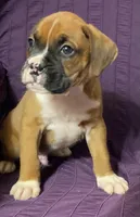 Dark Green-ACA 50% Euro, a male Boxer for sale in Methuen, MA – Photo 4 of 10