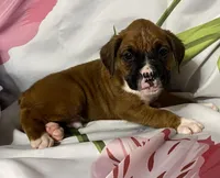 Dark Green-ACA 50% Euro, a male Boxer for sale in Methuen, MA – Photo 2 of 5