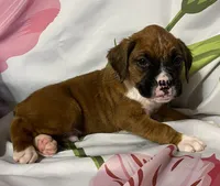 Dark Green-ACA 50% Euro, a male Boxer for sale in Methuen, MA – Photo 5 of 5