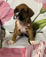 Dark Green-ACA 50% Euro, a male Boxer for sale in Methuen, MA – Photo 4 of 5