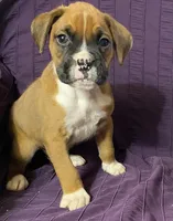 Dark Green-ACA 50% Euro, a male Boxer for sale in Methuen, MA – Photo 3 of 10