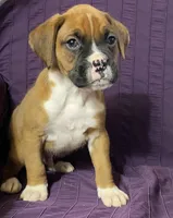 Dark Green-ACA 50% Euro, a male Boxer for sale in Methuen, MA – Photo 5 of 10