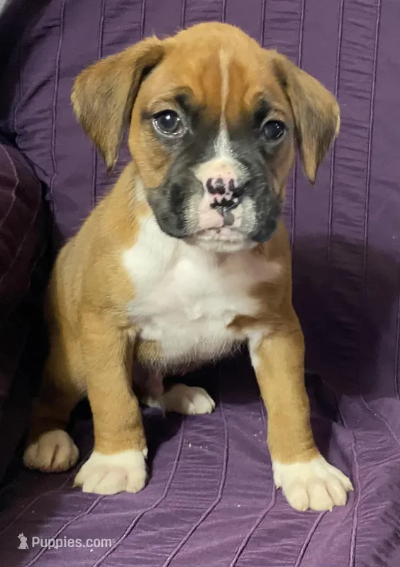 Dark Green-ACA 50% Euro – Boxer puppy for sale in Methuen, MA