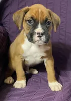 Dark Green-ACA 50% Euro, a male Boxer for sale in Methuen, MA – Photo 1 of 10