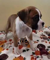 Black Stripe-AKC 50% Euro, a male Boxer for sale in Methuen, MA – 2 of 8