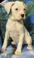 Tan-ACA 50% Euro, a male Boxer for sale in Methuen, MA – 2 of 9