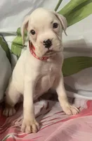 Red-ACA 50% Euro, a female Boxer for sale in Methuen, MA – 3 of 5