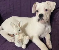 Red-37.5% Euro, a female Boxer for sale in Methuen, MA – Photo 4 of 9