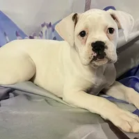 Red-37.5% Euro, a female Boxer for sale in Methuen, MA – Photo 7 of 9