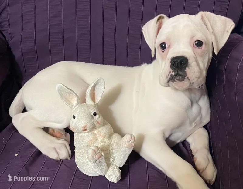 Red-37.5% Euro, a female Boxer for sale in Methuen, MA – Photo 1 of 9