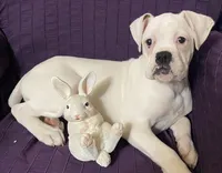 Red-37.5% Euro, a female Boxer for sale in Methuen, MA – Photo 1 of 9