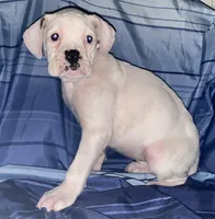 Red-37.5% Euro, a female Boxer for sale in Methuen, MA – Photo 6 of 6