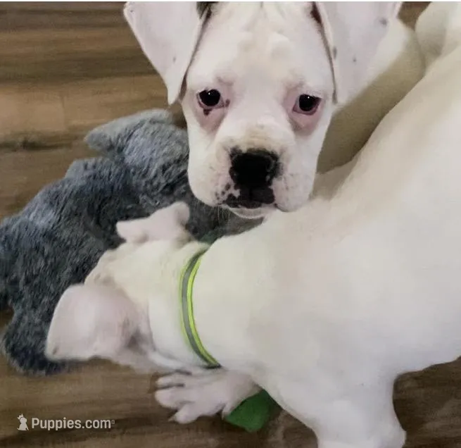 Red-37.5% Euro – Boxer puppy for sale in Methuen, MA