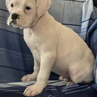 Red-37.5% Euro, a female Boxer for sale in Methuen, MA – Photo 9 of 9