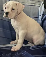 Red-37.5% Euro, a female Boxer for sale in Methuen, MA – Photo 1 of 6