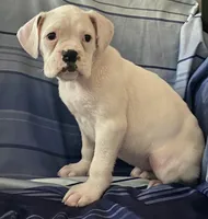 Red-37.5% Euro, a female Boxer for sale in Methuen, MA – Photo 5 of 6