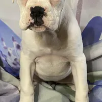 Red-37.5% Euro, a female Boxer for sale in Methuen, MA – Photo 6 of 9