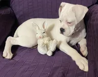 Red-37.5% Euro, a female Boxer for sale in Methuen, MA – Photo 2 of 9