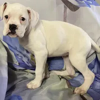 Red-37.5% Euro, a female Boxer for sale in Methuen, MA – Photo 8 of 9