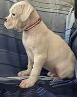 Red-37.5% Euro, a female Boxer for sale in Methuen, MA – Photo 4 of 6