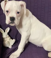 Red-37.5% Euro, a female Boxer for sale in Methuen, MA – Photo 3 of 9