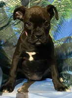 Pink-50% Euro, a female Boxer for sale in Methuen, MA – 3 of 9