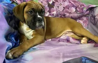 Red-ACA 37.5% Euro, a male Boxer for sale in Methuen, MA – 3 of 10