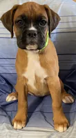 Green-ACA 87.5% European, a female Boxer for sale in Methuen, MA – 4 of 7