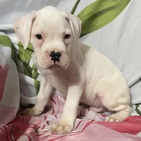 Green-ACA 50% Euro, a male Boxer for sale in Methuen, MA – 4 of 6