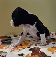 Tan-AKC 50% Euro, a male Boxer for sale in Methuen, MA – 3 of 7