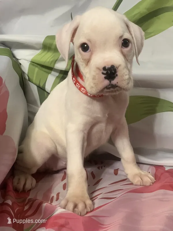 Red-ACA 50% Euro – Boxer puppy for sale in Methuen, MA