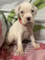 Red-ACA 50% Euro, a female Boxer for sale in Methuen, MA – 1 of 5