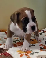 Black Stripe-AKC 50% Euro, a male Boxer for sale in Methuen, MA – 4 of 8
