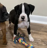 Orange-Pending Jessica , a female Boxer for sale in Methuen, MA – 7 of 10