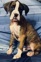 Red-AKC 37.5% Euro, a male Boxer for sale in Methuen, MA – 1 of 5