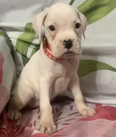 Red-ACA 50% Euro, a female Boxer for sale in Methuen, MA – 2 of 5