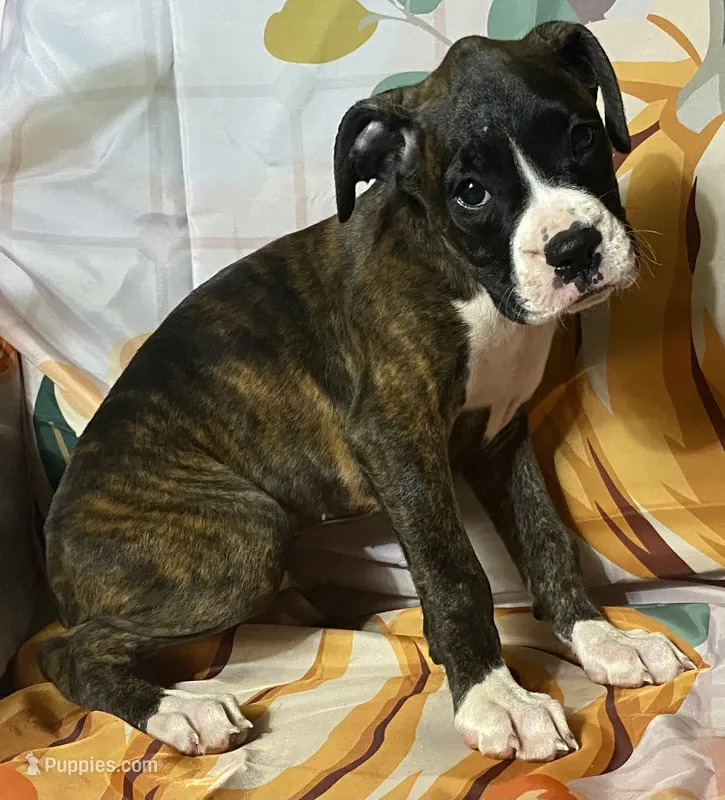 Green-AKC 37.5% Euro – Boxer puppy for sale in Methuen, MA