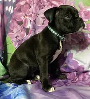 Green-AKC 50% Euro, a male Boxer for sale in Methuen, MA – 3 of 8