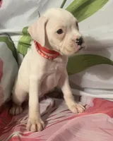 Red-ACA 50% Euro, a female Boxer for sale in Methuen, MA – 5 of 5