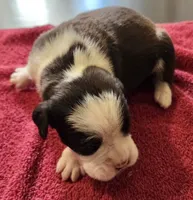 Yellow-AKC 50% Euro, a male Boxer for sale in Methuen, MA – 8 of 8
