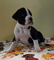 Tan-AKC 50% Euro, a male Boxer for sale in Methuen, MA – 5 of 7